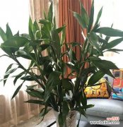 传递吉祥和宁静的绿色使者 以象征平安的植物