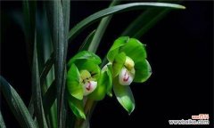 探寻高尚品质的花朵世界 植物的象征品德之旅