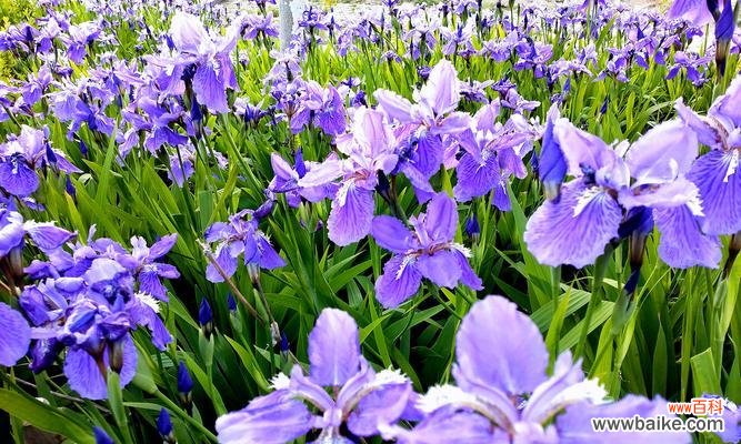 探寻大自然中的生命奇迹 生命的绿意