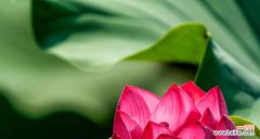 揭示纯洁与廉正的自然之象 象征清廉的植物及其意义