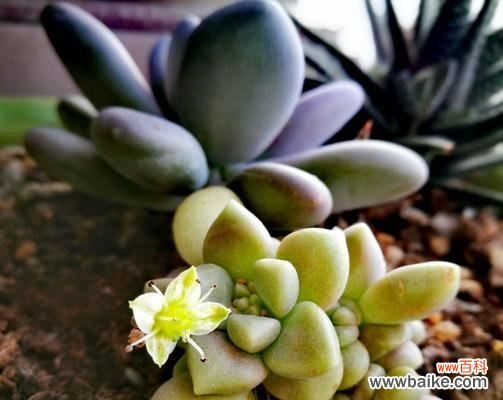 探索自然中永恒的力量-植物生命的奇迹 植物的生生不息之旅