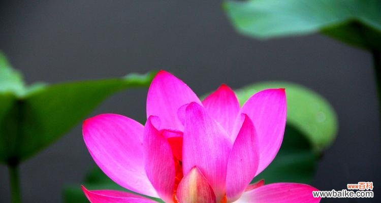 揭示自然界中生命力顽强的十种植物 生命之光