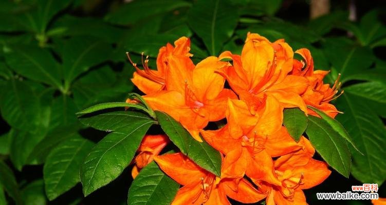 探寻植物中的团结力量,传递和谐与合作的信息 团结之花