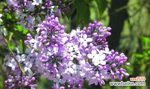 探寻植物中的团结力量,传递和谐与合作的信息 团结之花