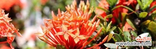 探寻植物中的团结力量,传递和谐与合作的信息 团结之花