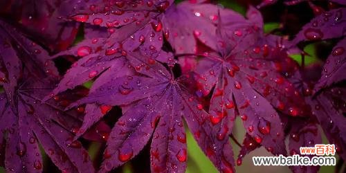 植物的生命力和美丽,成为我们思念的象征 象征思念的植物