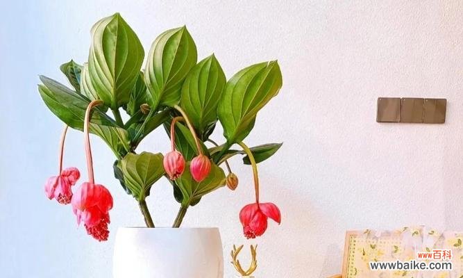 探寻象征事业步步高升的植物世界 生机勃勃，事业蒸蒸日上