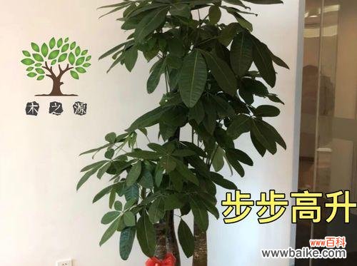 探寻象征事业步步高升的植物世界 生机勃勃，事业蒸蒸日上