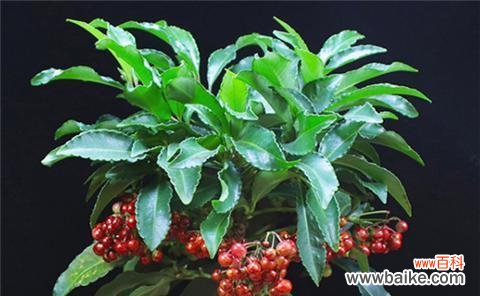 探索自然中的生命与希望 希望之花