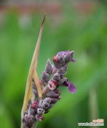 再力花 再力花的花语