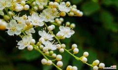 探寻珍珠梅的独特之美 珍珠梅的花语和寓意