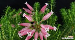 探索株高对植物生长的影响与重要性 探讨株高的意义与实际应用