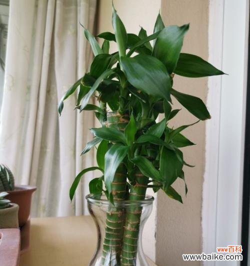 生生不息的竹子与人类文化 竹子的象征意义与价值