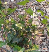 揭示植物主蔓长度与生长的关系及其意义 主蔓长度对植物生长的影响