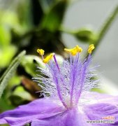 深情厚意 紫露草的花语与寓意