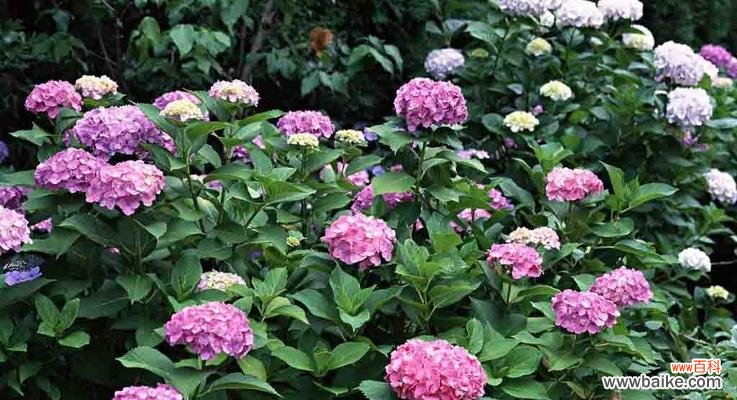 探究花的象征与心灵寄托 花的花语与意义