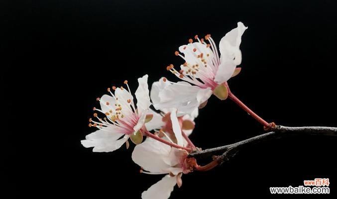 探索紫叶李的花语之美 紫叶李的花语