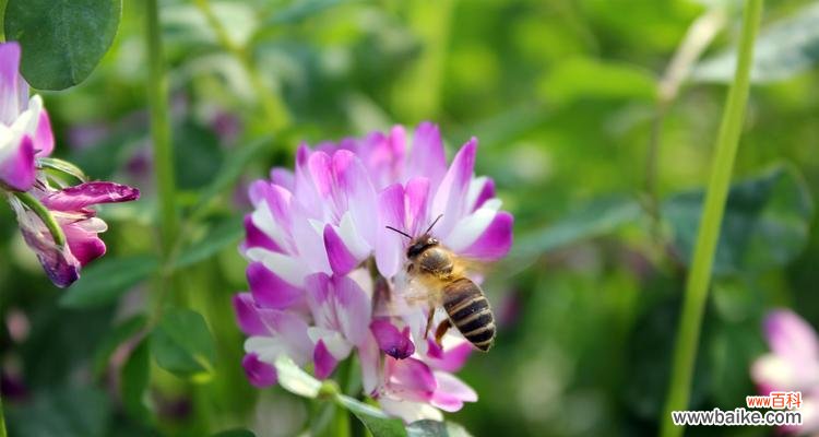 唤醒内心的高贵与纯净紫云英 紫云英花语的传承与意义