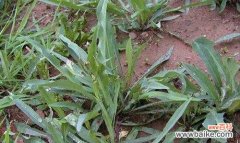 败酱草花语是什么？败酱草的含义和象征有哪些？