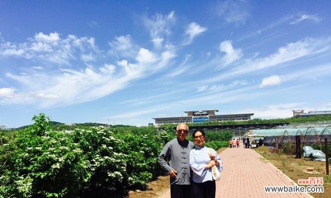 败酱草花语是什么?败酱草的含义和象征有哪些?