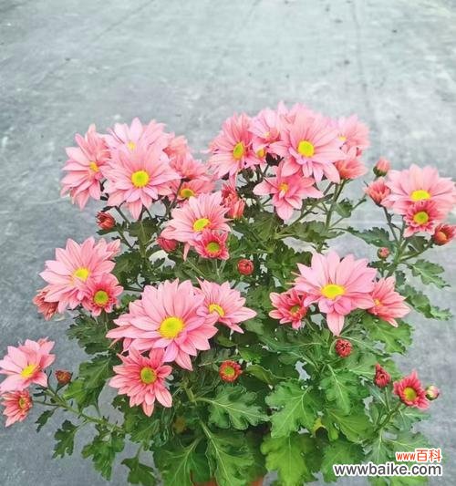 象征着美人的花是什么花?揭秘花语中的美丽传说?