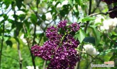 紫丁香的花语是什么？如何用紫丁香表达爱意？