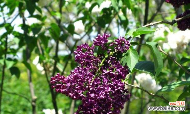 紫丁香的花语是什么？如何用紫丁香表达爱意？