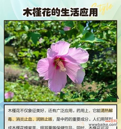 标本花的寓意是什么？如何理解标本花的深层含义？