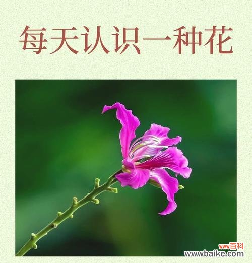 标本花的寓意是什么？如何理解标本花的深层含义？