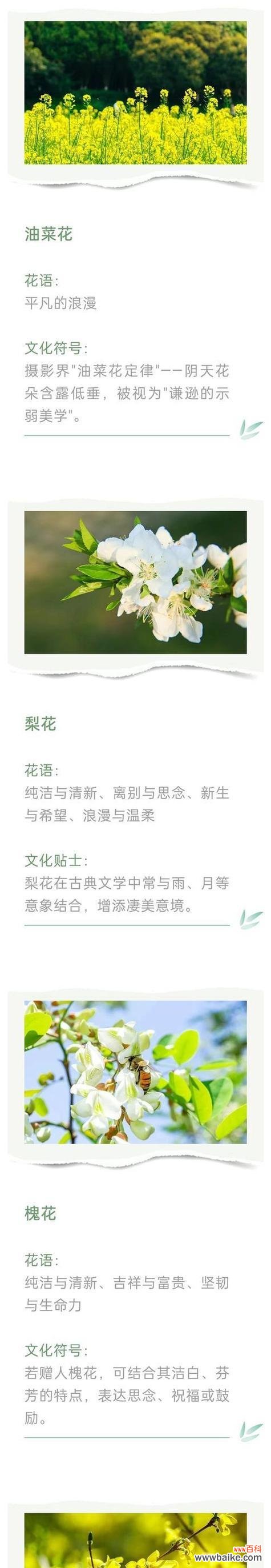 草花的寓意和象征是什么?如何解读草花在不同文化中的意义?