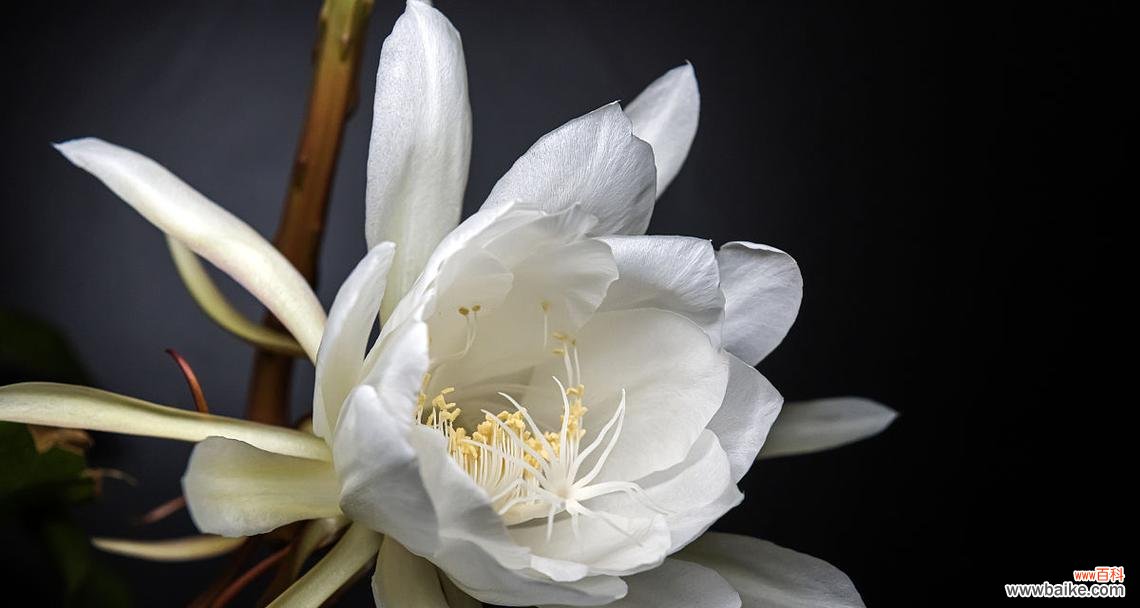 古代象征爱情灵魂的花是什么花？这种花的花语有哪些含义？