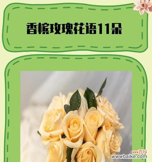 19朵香槟玫瑰代表什么含义？花语有哪些常见误解？