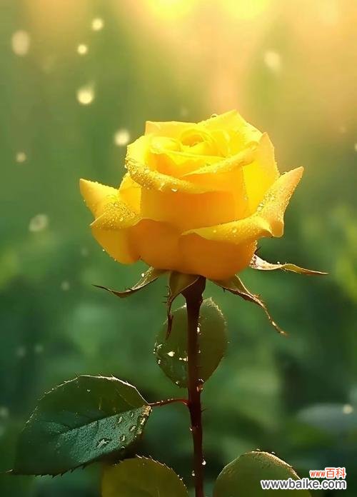 什么花象征世界的美好?如何选择代表和平与希望的花卉?