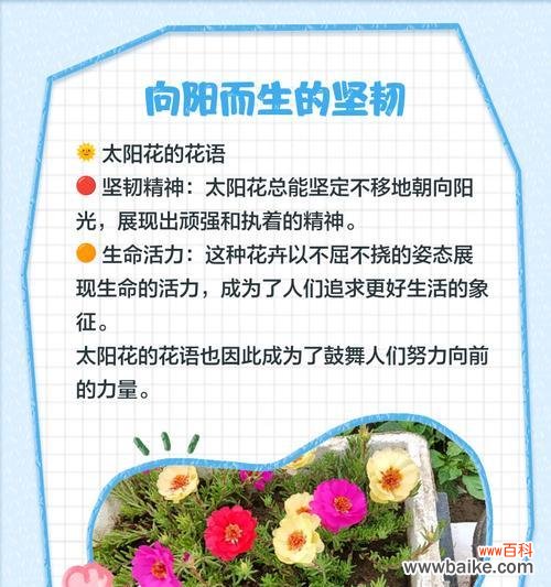 什么花代表守护的花语？守护之花有哪些？