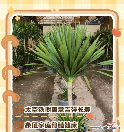 铁树开花代表什么？铁树的花语有哪些含义？