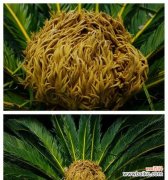 铁树开花代表什么？铁树的花语有哪些含义？