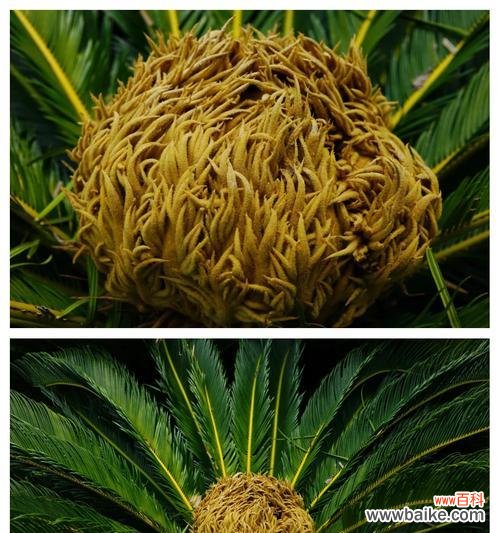 铁树开花代表什么？铁树的花语有哪些含义？