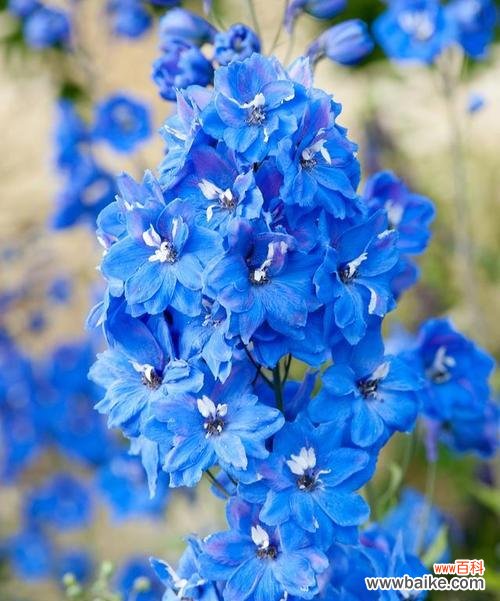什么什么蓝的花语是什么？如何正确解读？