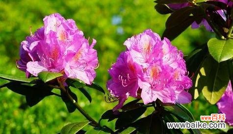 国庆节象征性的花是什么花？为什么它代表了国庆节？