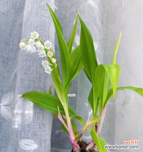 探寻自然中的幸福密码 幸福之花