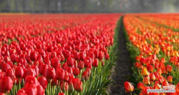 探寻自然中的幸福密码 幸福之花