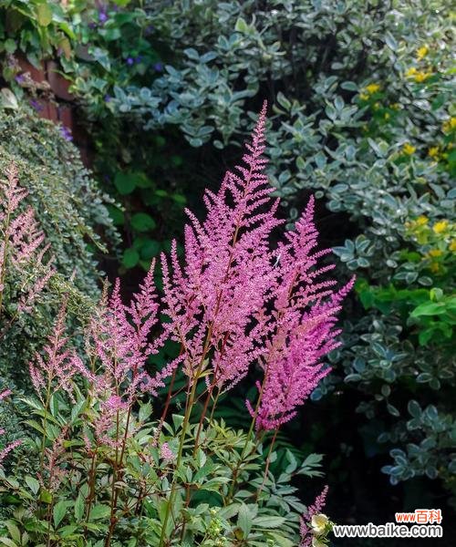 探寻自然中的幸福密码 幸福之花