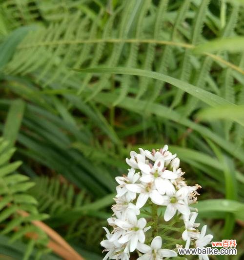 探索友谊的奥秘,感受植物的美妙语言 友谊之花绽放——以象征友谊的植物为主题的文章