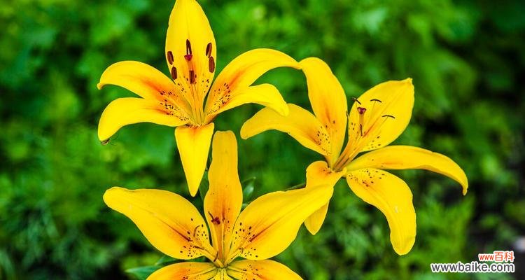 探索友谊的奥秘,感受植物的美妙语言 友谊之花绽放——以象征友谊的植物为主题的文章