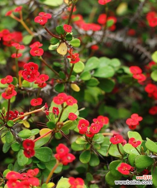 揭示植物世界中的忠诚本质 忠诚之花