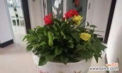 探索自信的花海，发现自我成长之旅的奥秘 自信之花