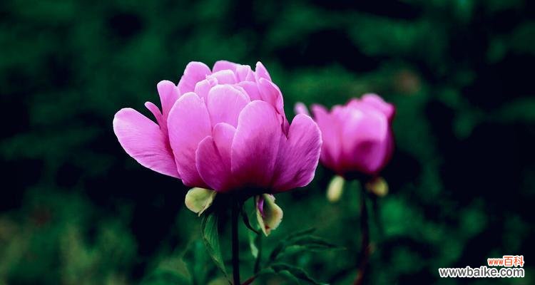 15种象征友谊长存的植物,以及它们在不同文化中的意义 植物中寓意友谊长存的象征品