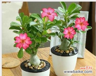 探索友情的美妙,从植物出发 以象征友情的植物为主题的文章