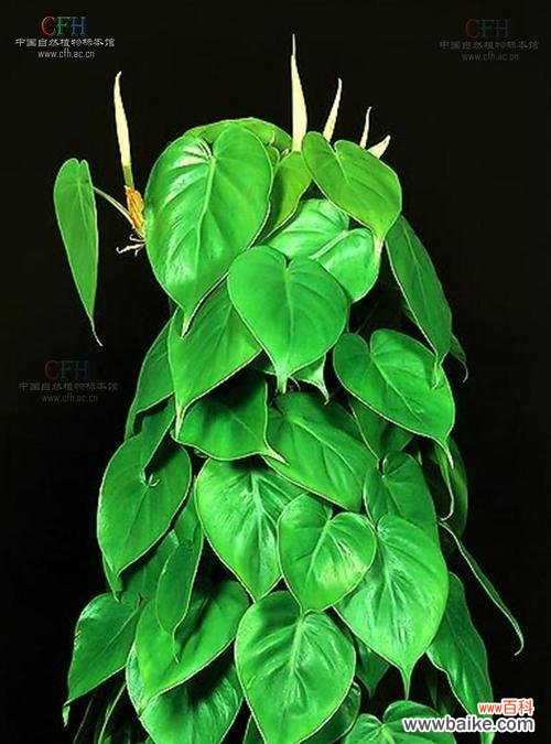 探索友情的美妙,从植物出发 以象征友情的植物为主题的文章