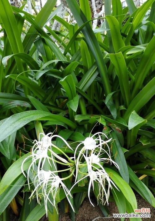 探索友情的美妙,从植物出发 以象征友情的植物为主题的文章